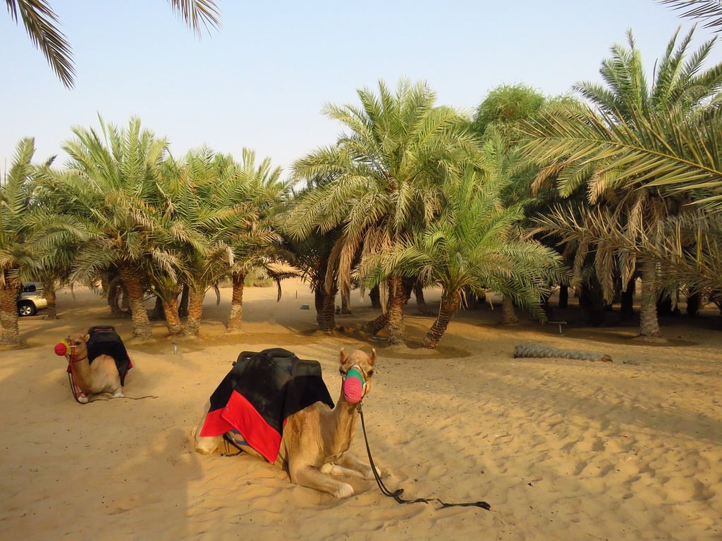 Astonishing Dada Bhai Travel At Dubai Desert 2023