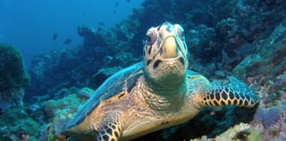 Morning Desert Safari Dubai At Red Dunes, Dune Bashing, Camel Riding, Sand Boarding 