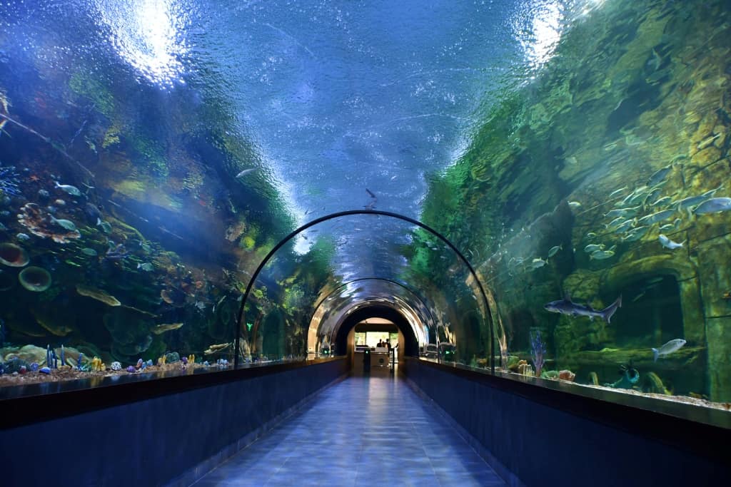 Stunning Aquarium Tunnel