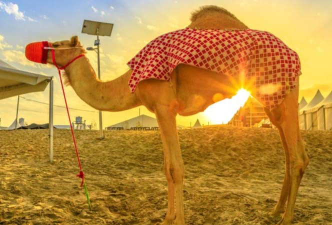 4.	Take A Happy Camel Ride
