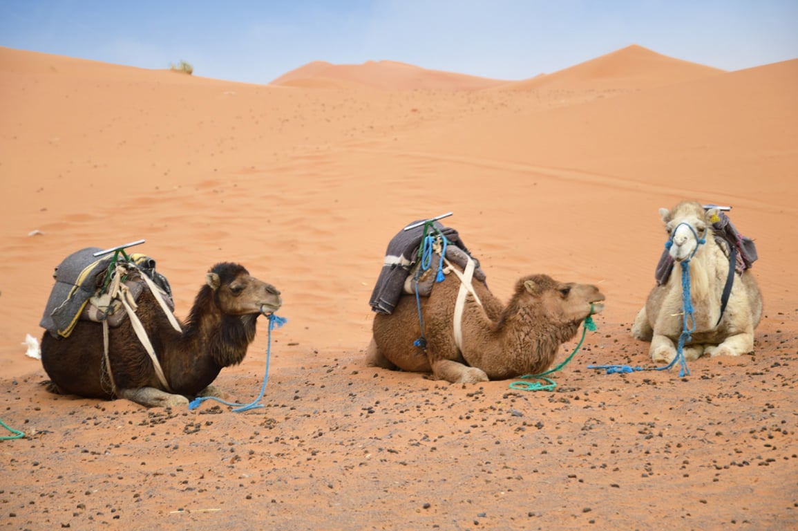 About Camels