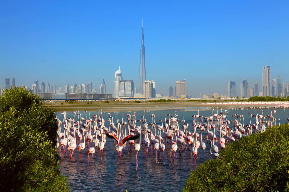 Enjoy Ras Al Khor- The Wildlife Sanctuary - UAE Off The Beaten Track