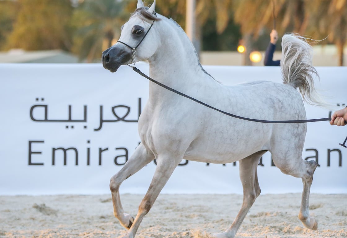 Arabian Horses In The Festival In UAE