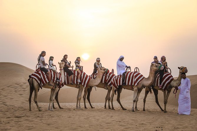 Sunset Camel Trekking The Culture And History