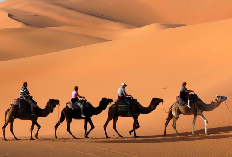 AL DHABI Pony And Camel Rental At Dubai
