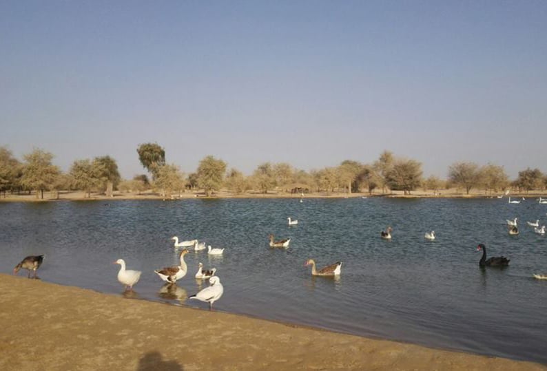 Activities In Al Qudra Lake
