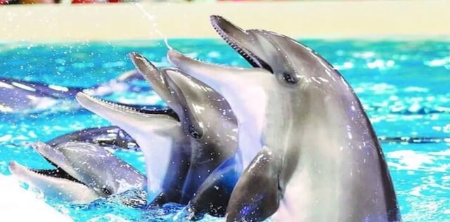 Dubai Travel And Tours