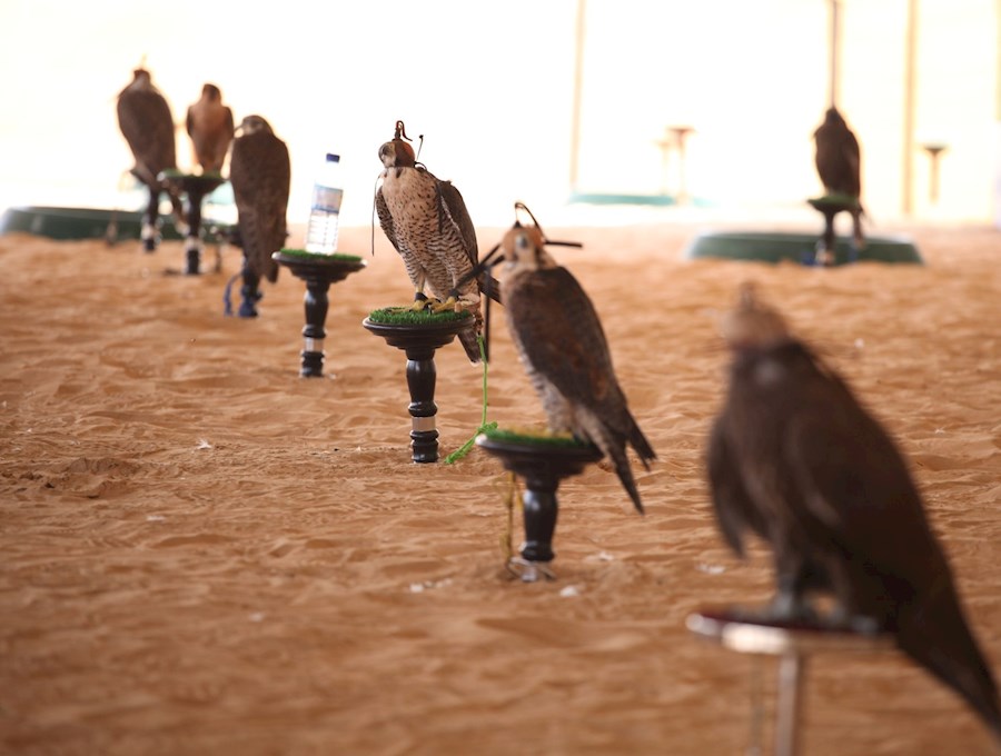 Traditional Falconry Presentations