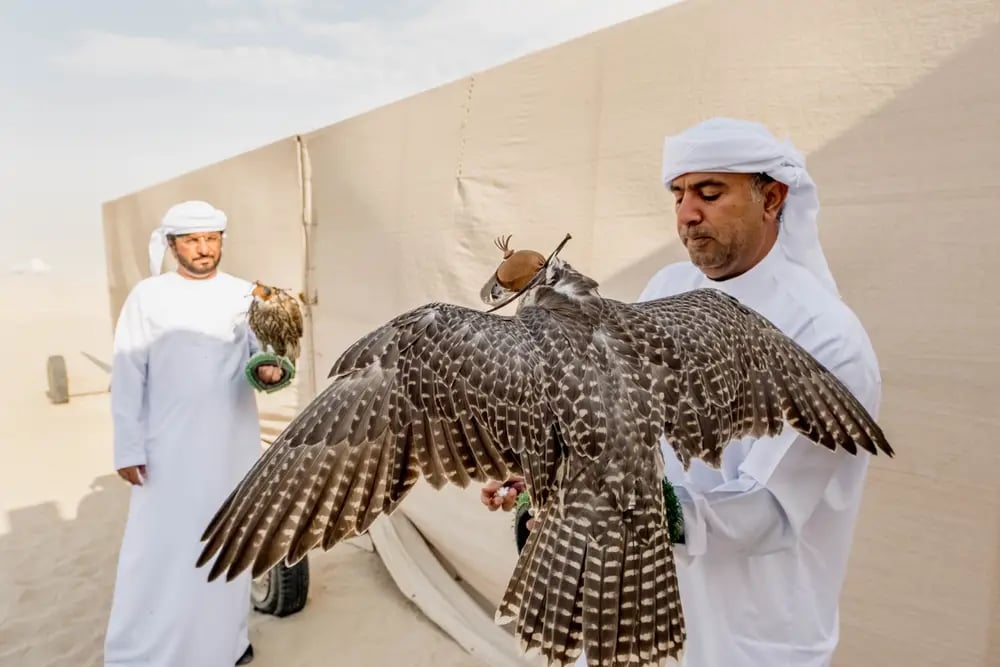 Why Are Falcons So Important In Dubai?