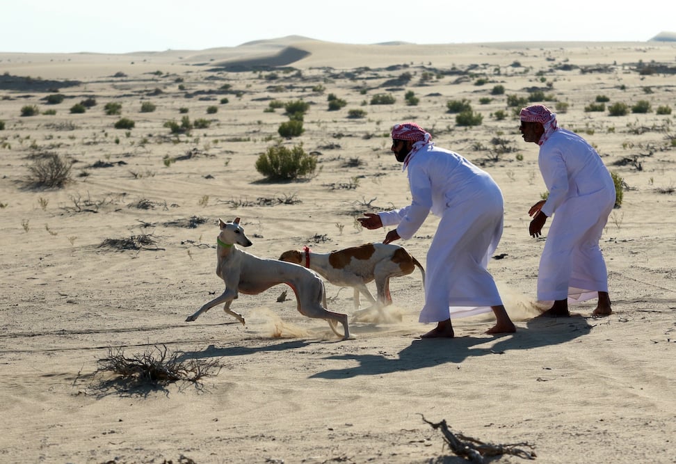 Hunting Dogs In The Amazing Festival In United Arab Emirates