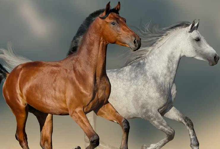 Love Of Horses In Dubai
