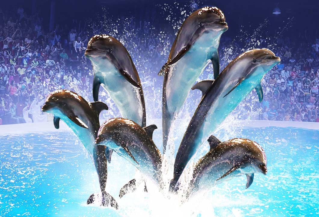 Exciting Dolphinarium Park In Dubai Creek