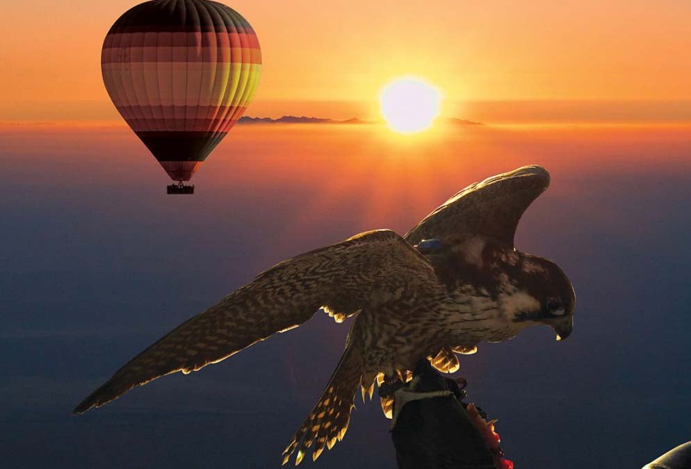 Hot Air Balloon Falconry