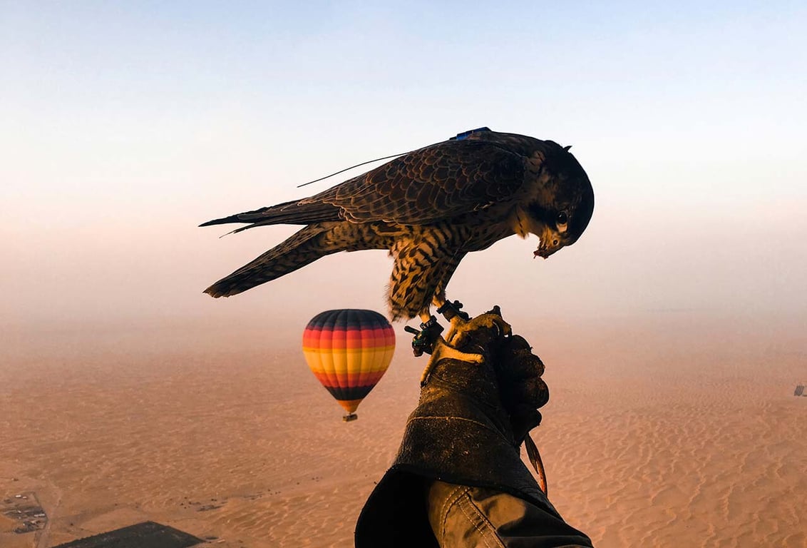 Hot Air Balloon Falconry