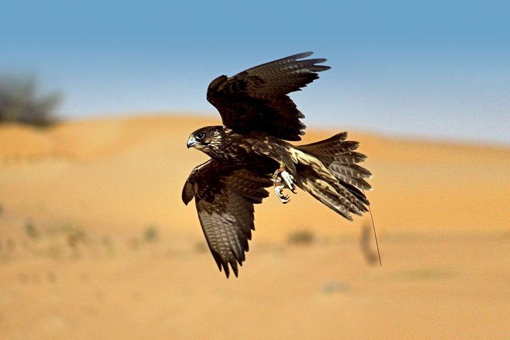 Intuitive Falconry Experience And Untamed life Visit In Dubai