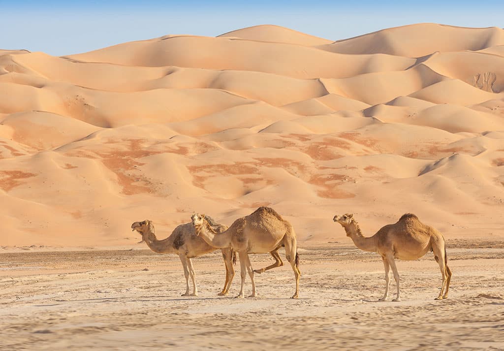 Top Desert Safari Destinations
