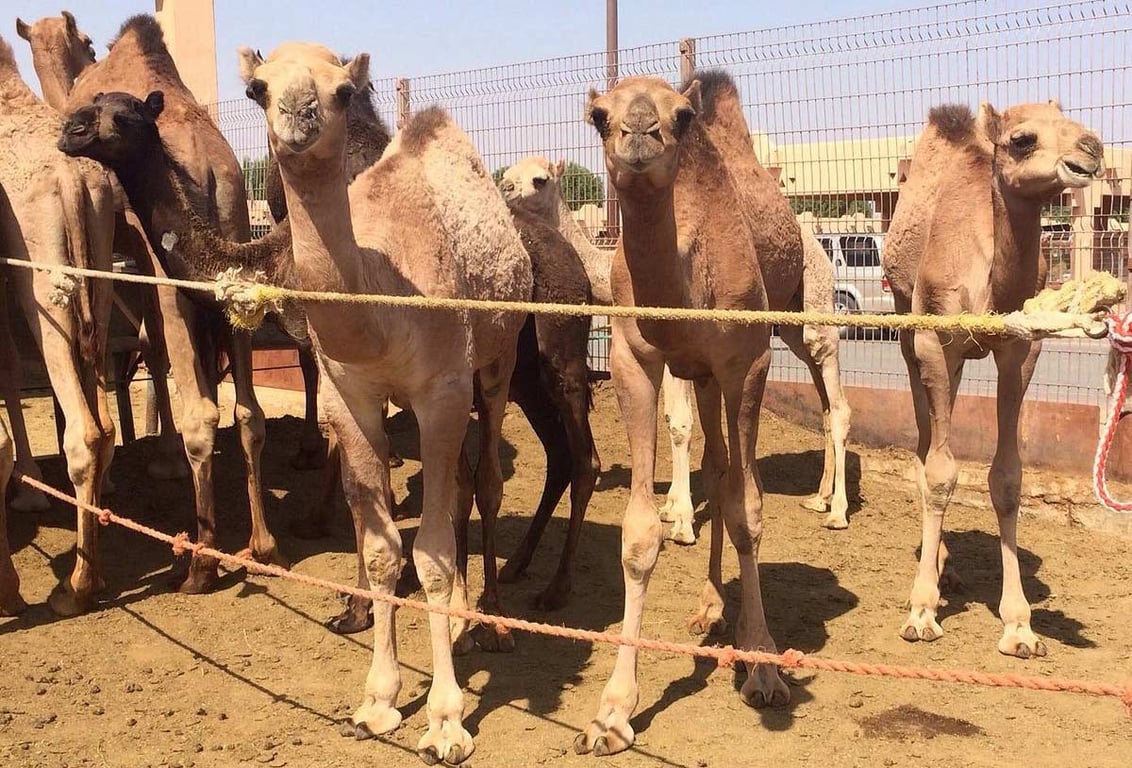 The Camel Souk In Al Ain Is Well Known For Being Thriving And Busy