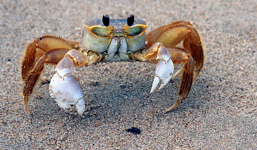Why Is Going Crab Hunting So Popular?