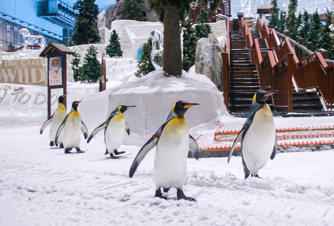 2.	Do the penguins at Ski Dubai are real?