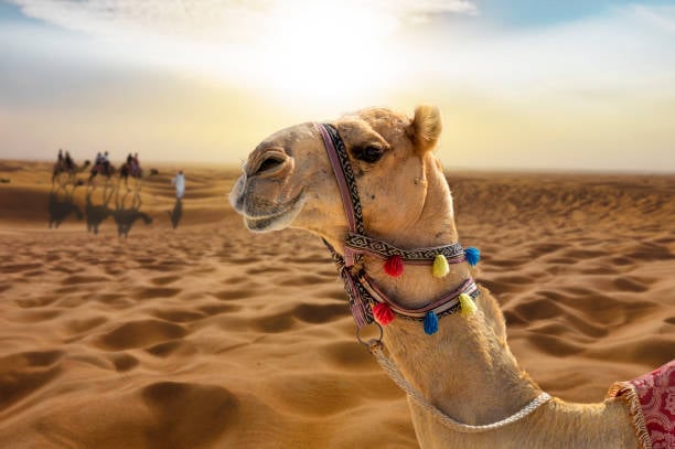 Wonderful Camel Ride On Sand