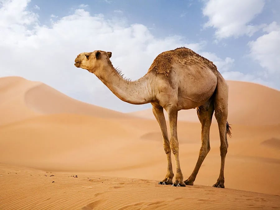 Find the experience of the Arabian Desert
