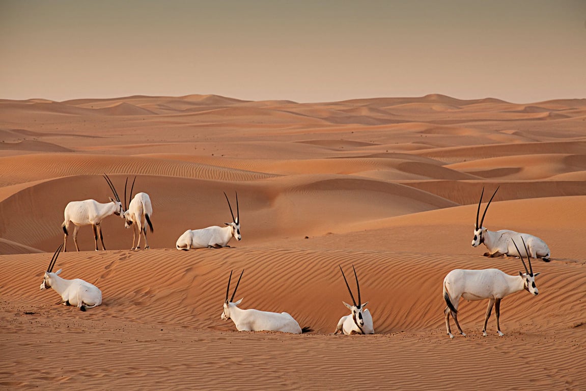 13.	Visit The Dubai Desert Conservation Reserve To See The Wildlife