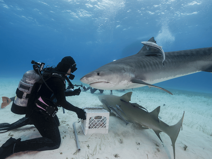 Doing Shark Dive