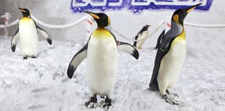 Dolphin + Seal Show VIP Tickets