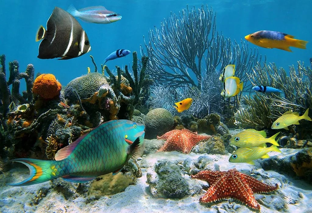 Find Out Interesting And Rare Information About Underwater Life