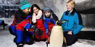 Dolphin + Seal Show VIP Tickets