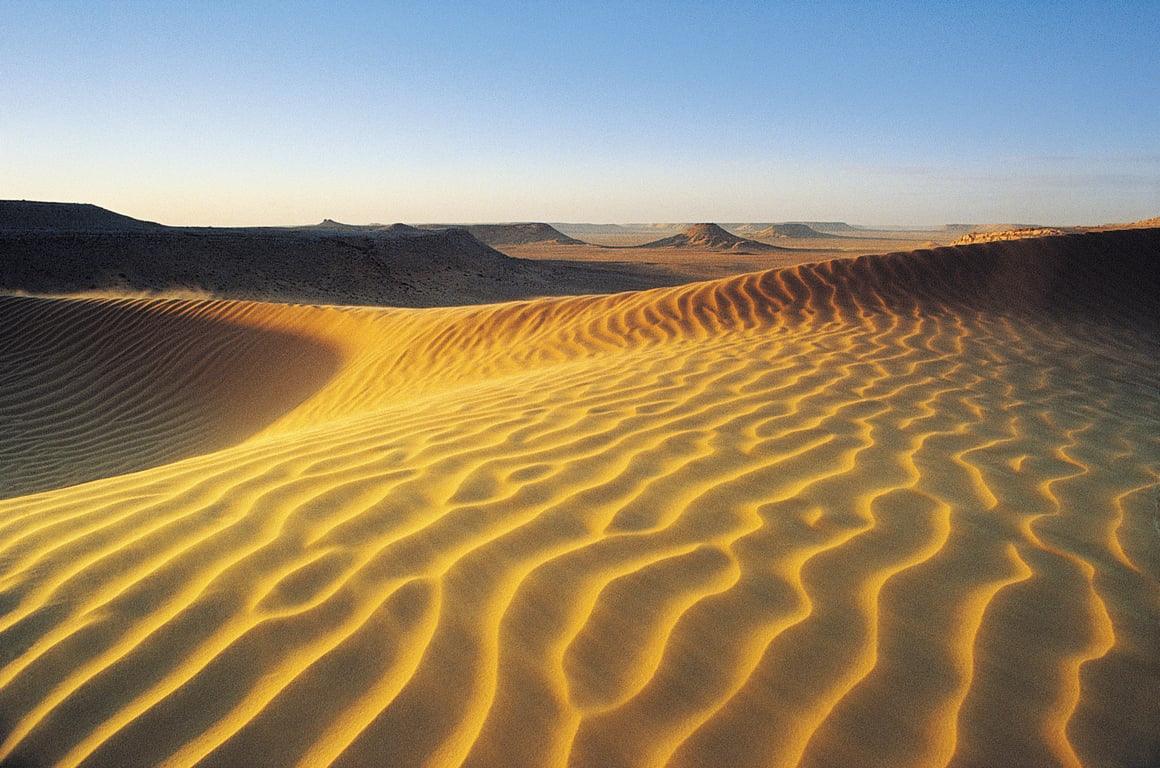 Unique Environment Of The Desert