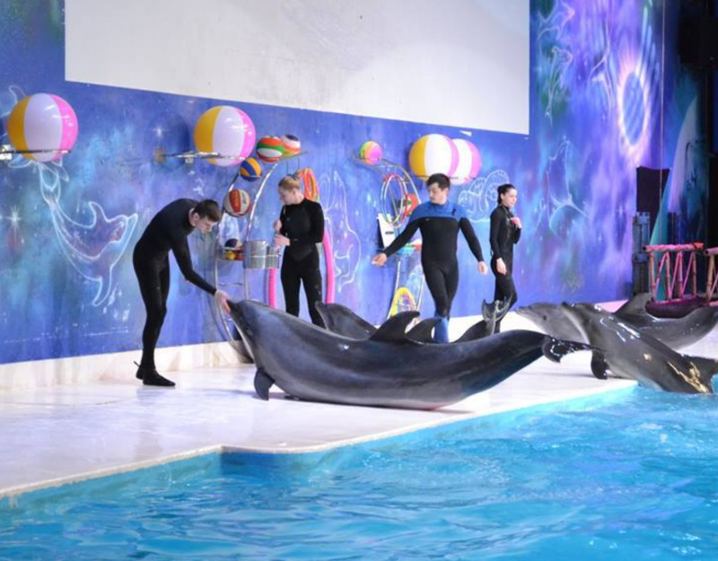 17.	  Dubai Dolphinarium