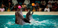 Dubai Travel And Tours