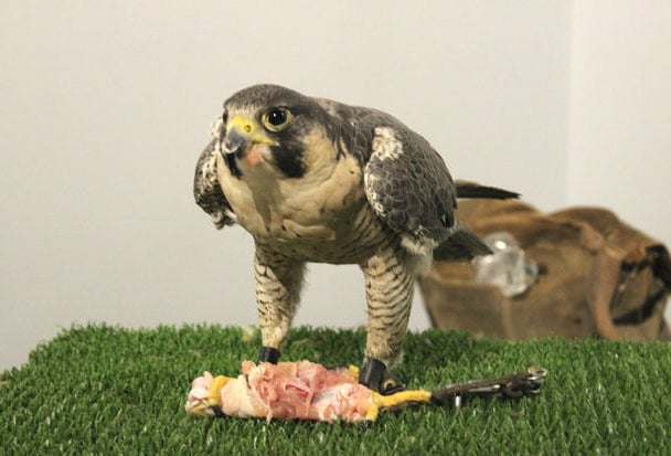 Falcons In The Falcon Museum