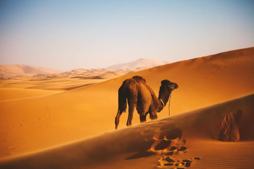 Astounding Insights Regarding Winter Desert Safari