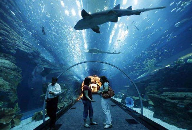 New Year's Eve At The Underwater Zoo & Aquarium In Dubai