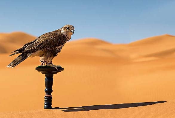 Unique Falconry