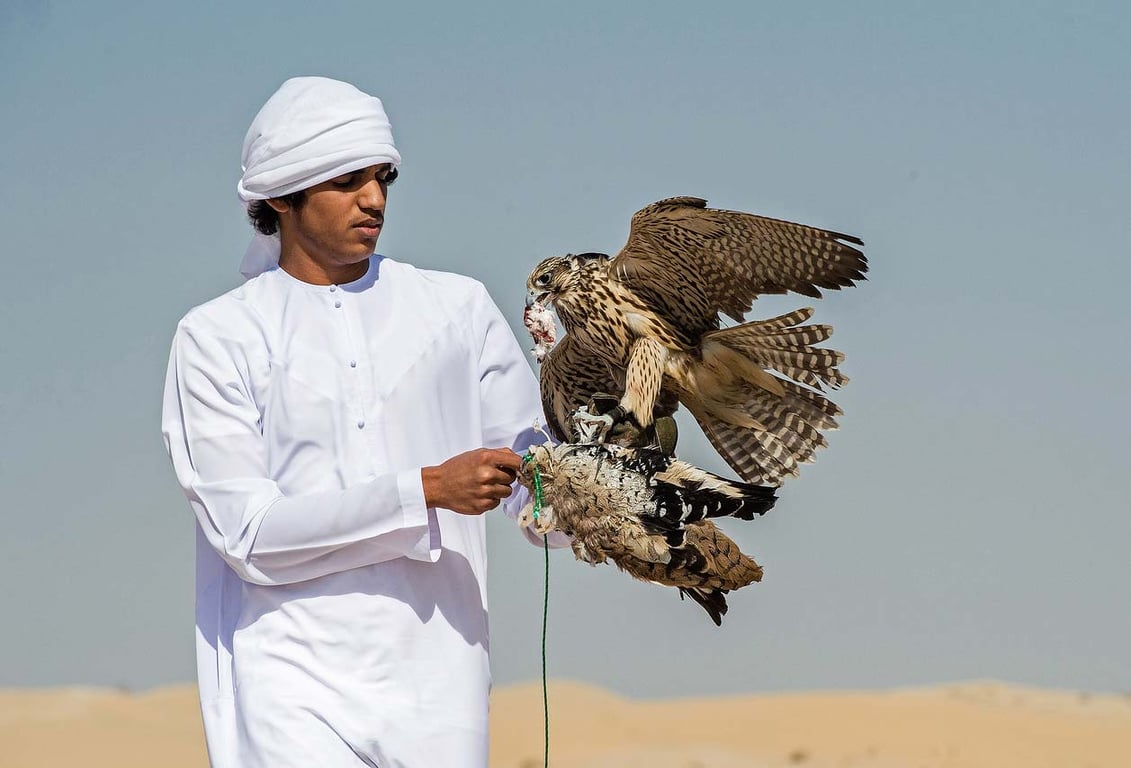 Regular Falconry Experience And Untamed life Visiting In Dubai 2033
