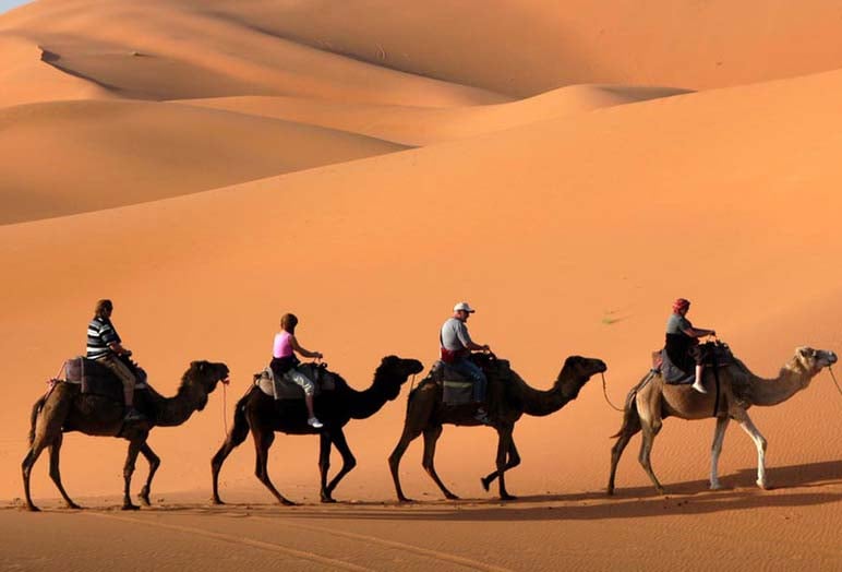 Al Dhabi Pony And Camel Rental
