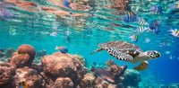 Dubai Travel And Tours