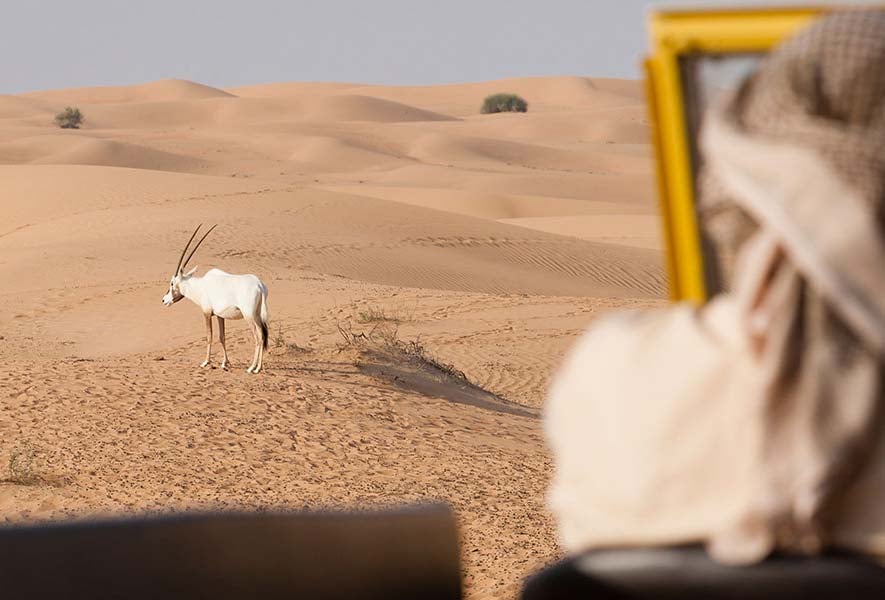 Desert Wildlife In Safari