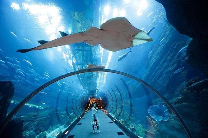 Attend The Lost Chambers Aquarium Dubai