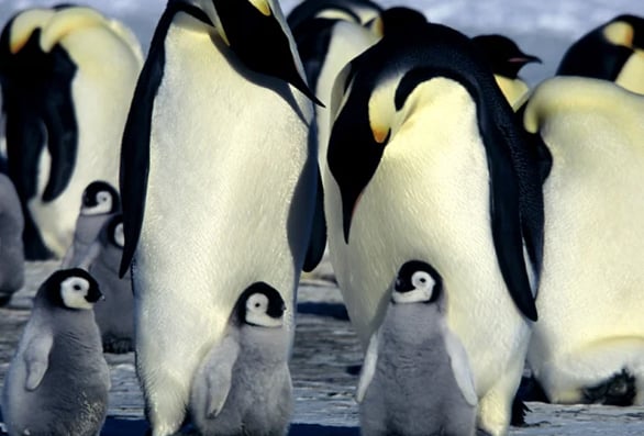 March With Penguins