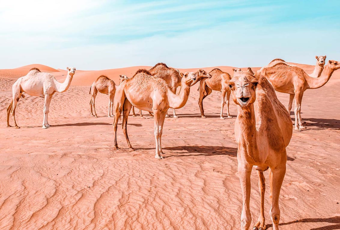 Witness incredible Animals In Desert Safari Dubai