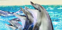 Dubai Travel And Tours