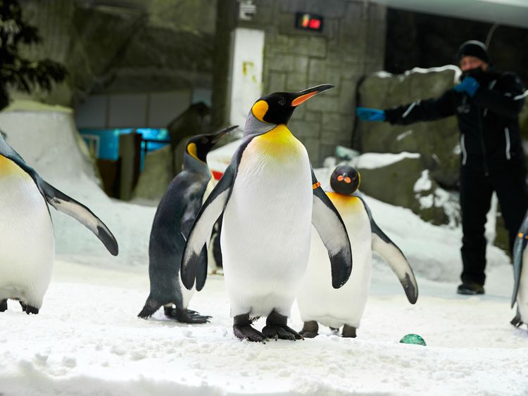 Penguins Habitat At Ski Dubai