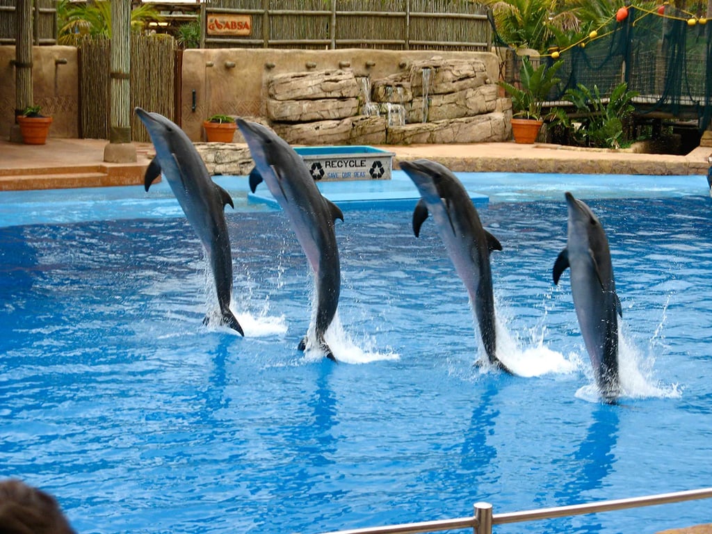 17.	  Dubai Dolphinarium