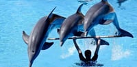 Dubai Travel And Tours