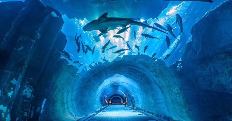 More Facts About The Aquarium Tunnel Dubai
