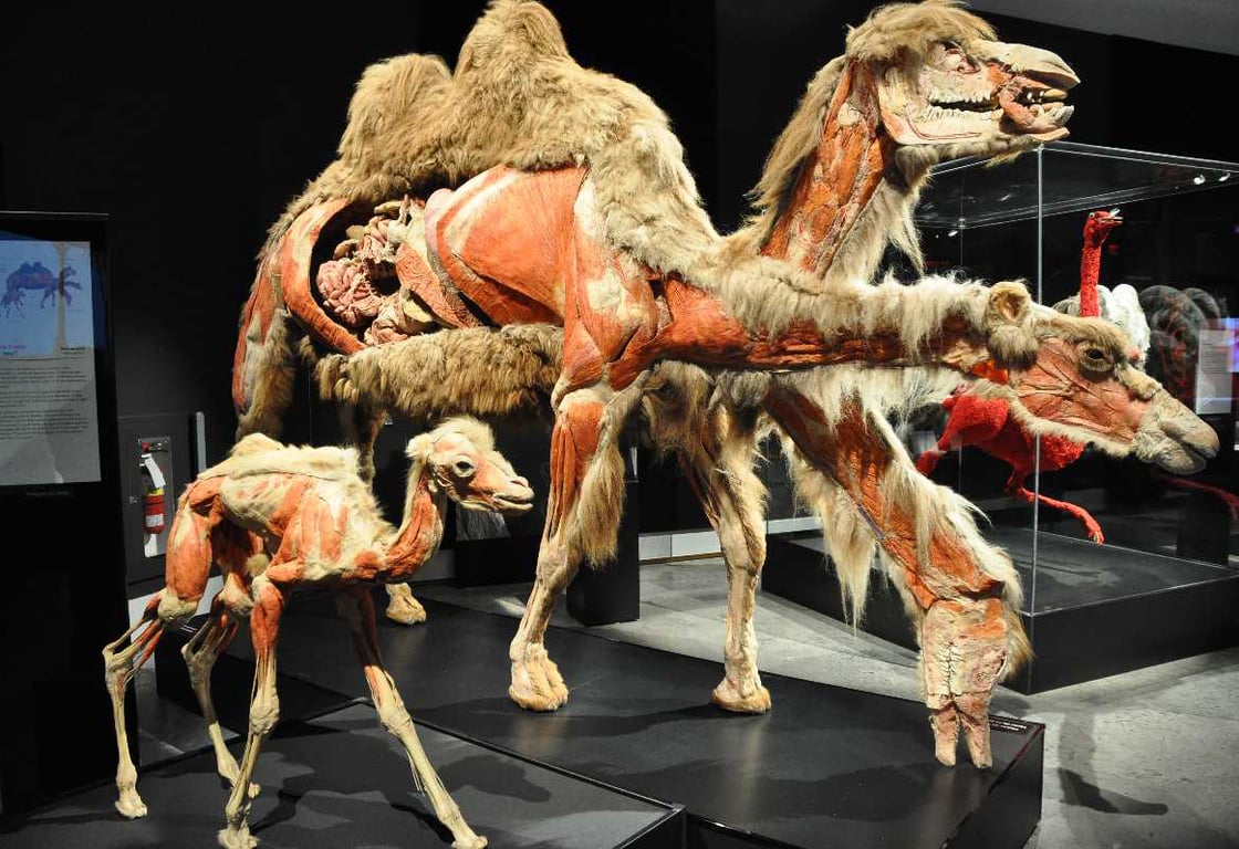 Overview Of Camel Museum Dubai